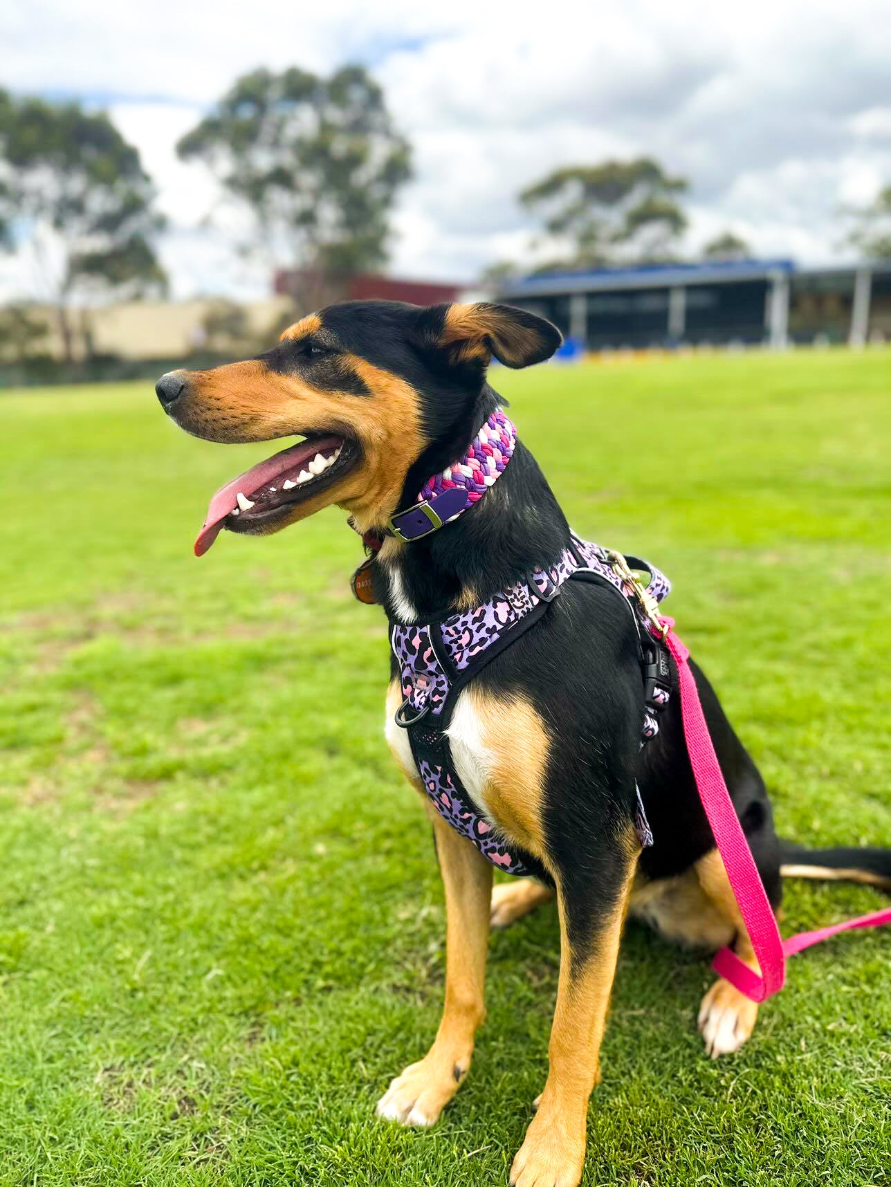 Dog Collar - Milly's Rainbow