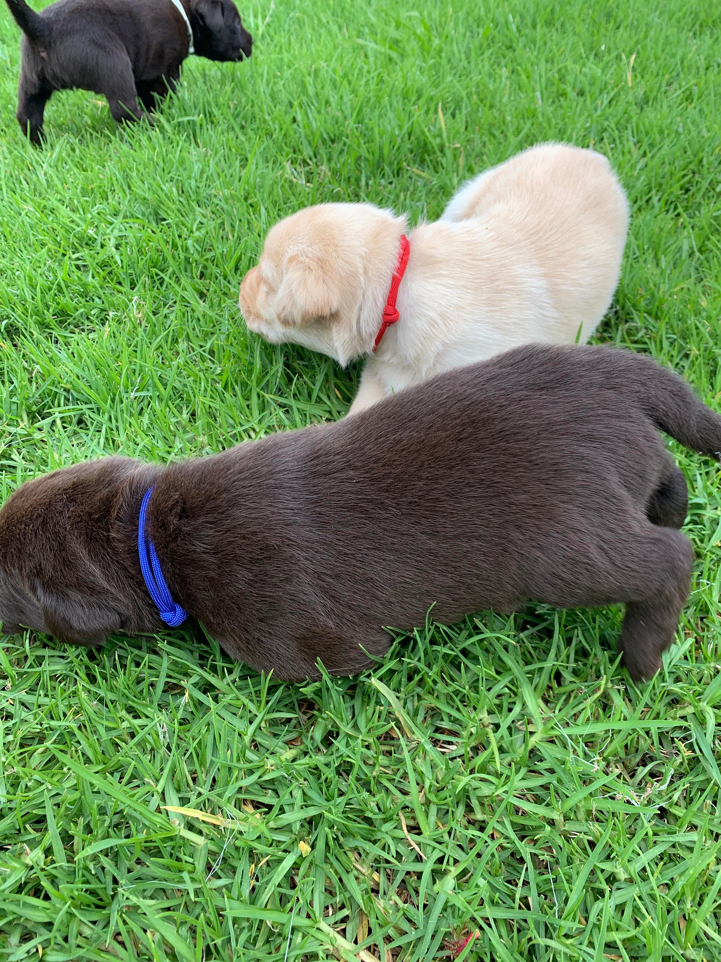 AUSSIE STOCK Whelping Collars / Puppy ID Collars