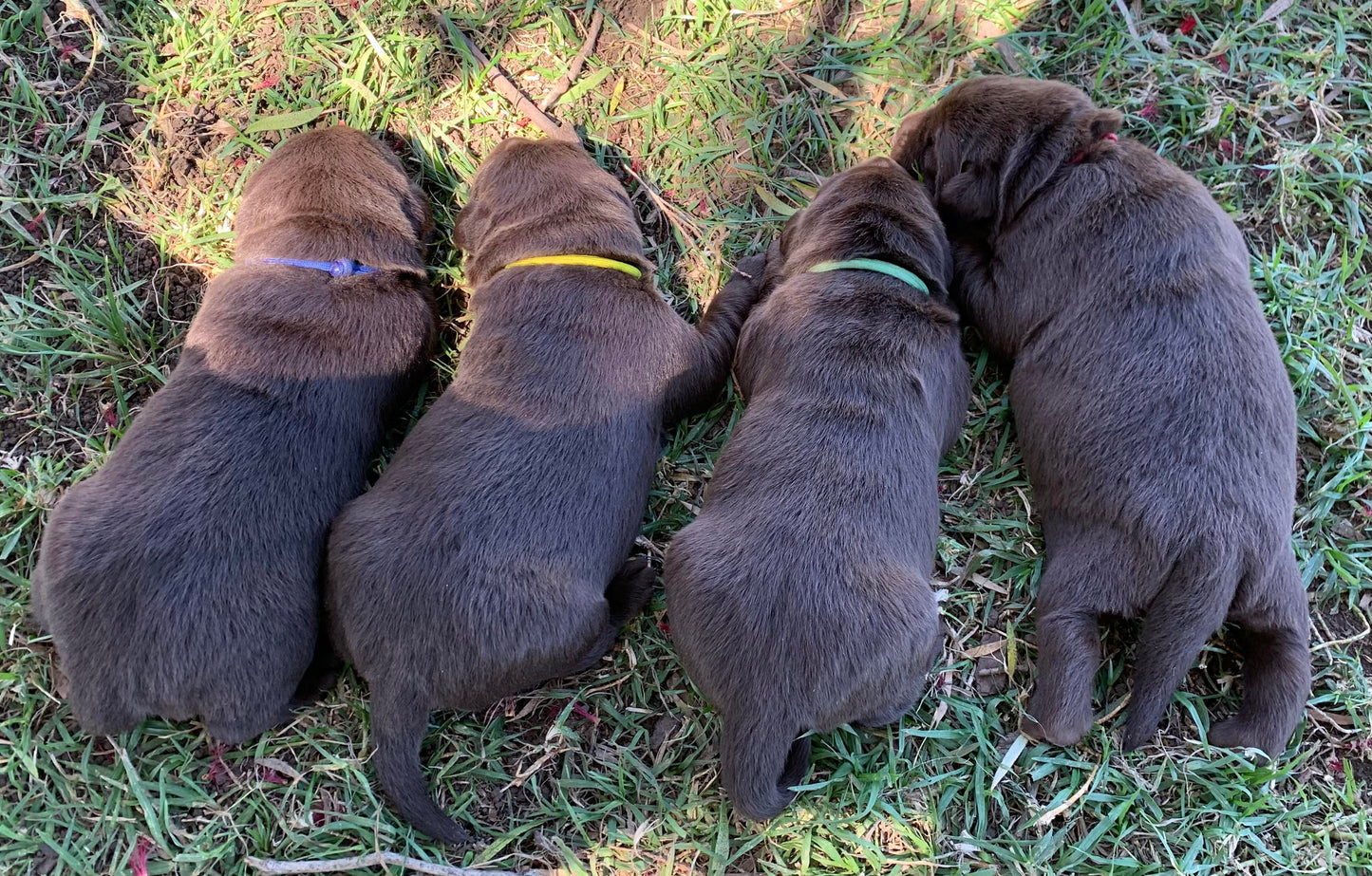 Sets of Whelping Collars