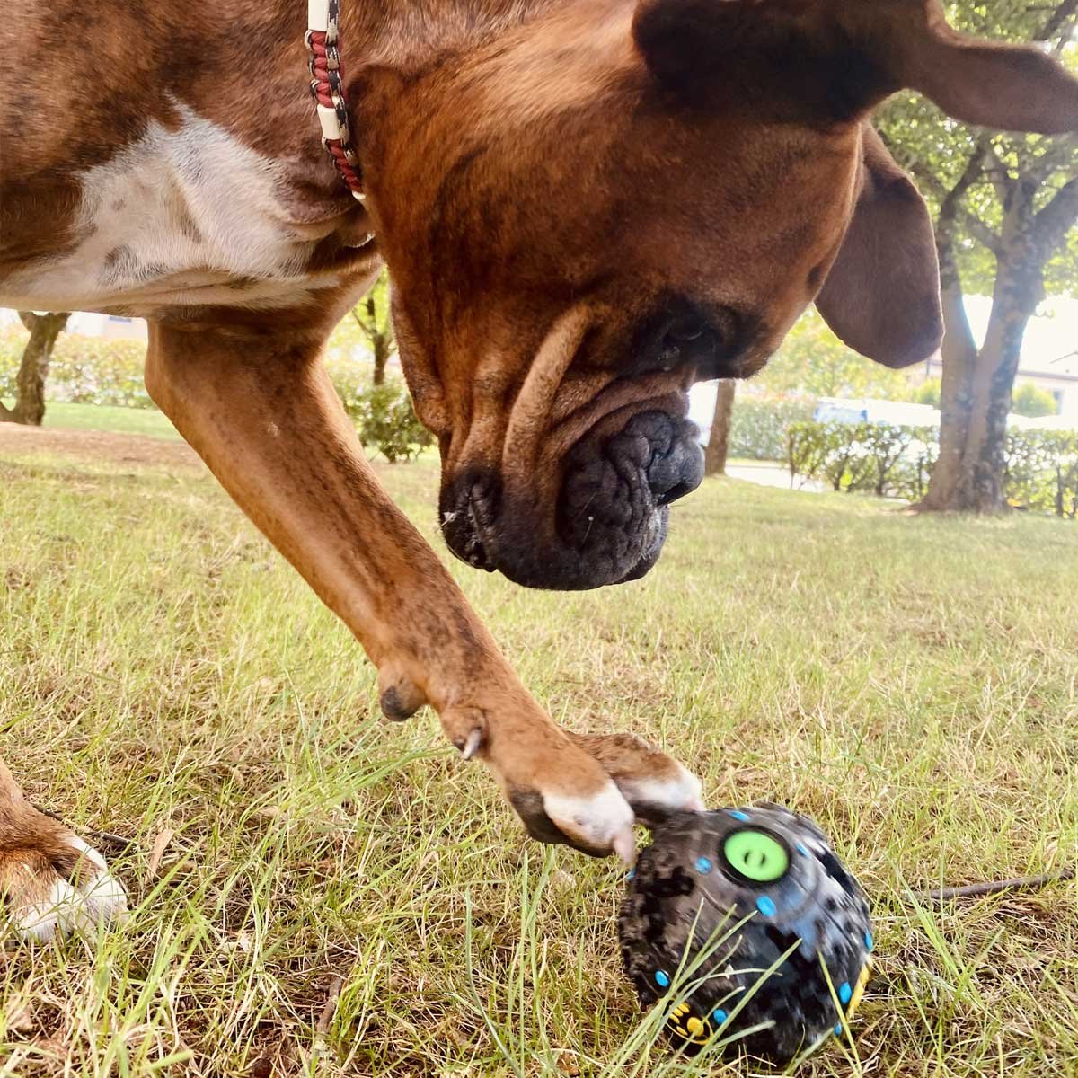 SNUFFLE FOR SHADOW: Giggle Treat Ball