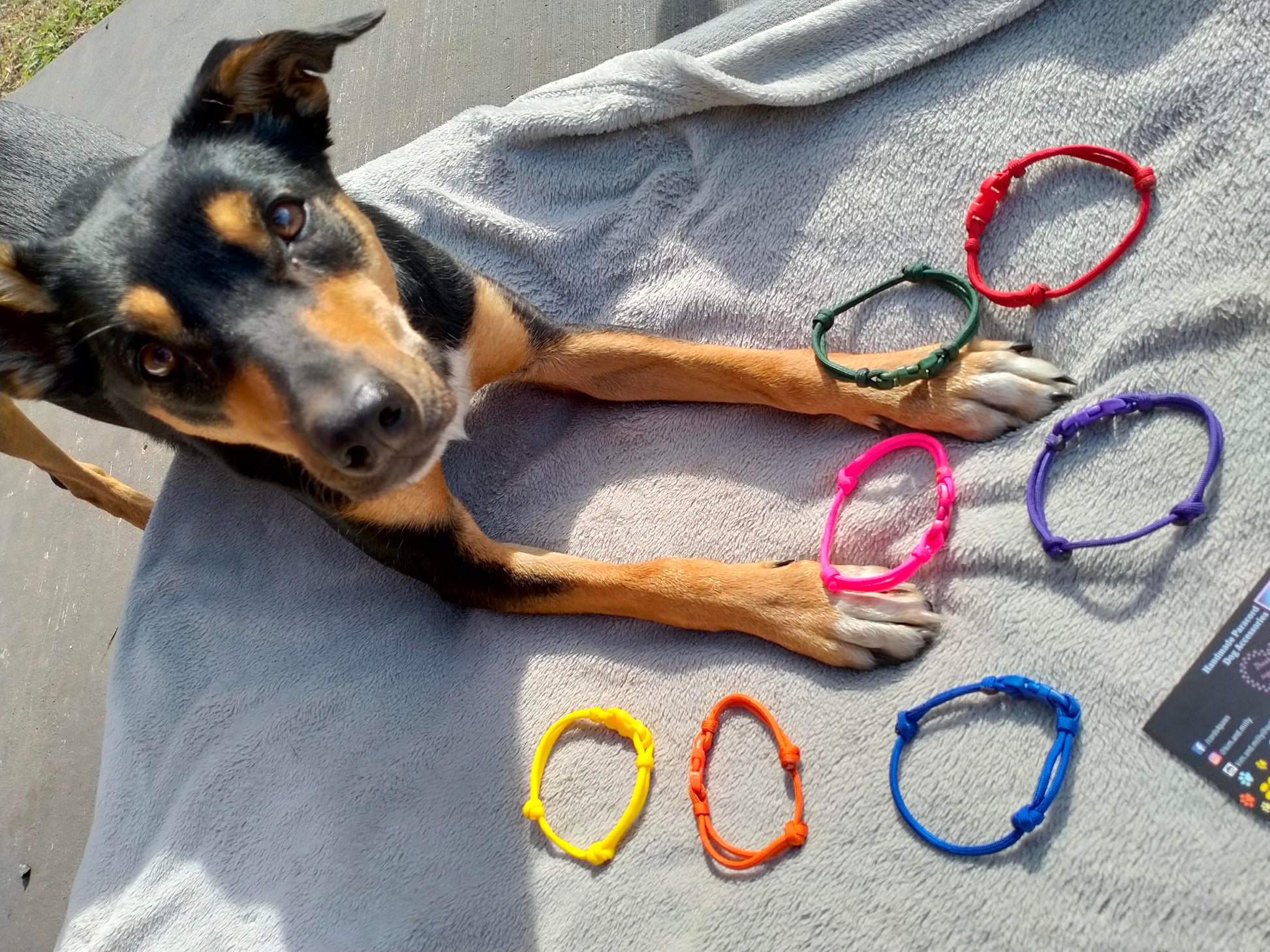 Whelping Collars / Puppy ID Collars - Kim & Milly's Cords 4 Paws