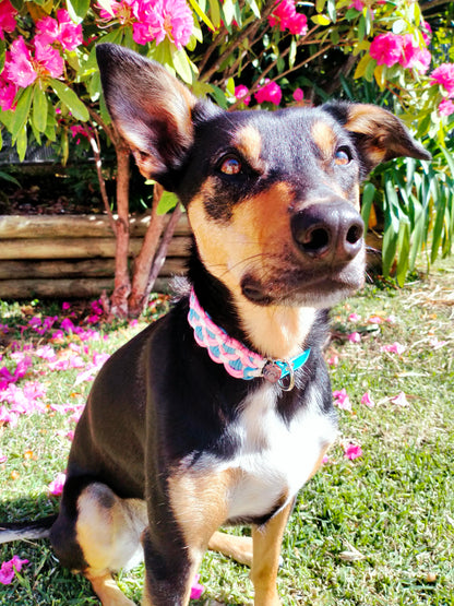 Dog Collar - Sadie's Posie