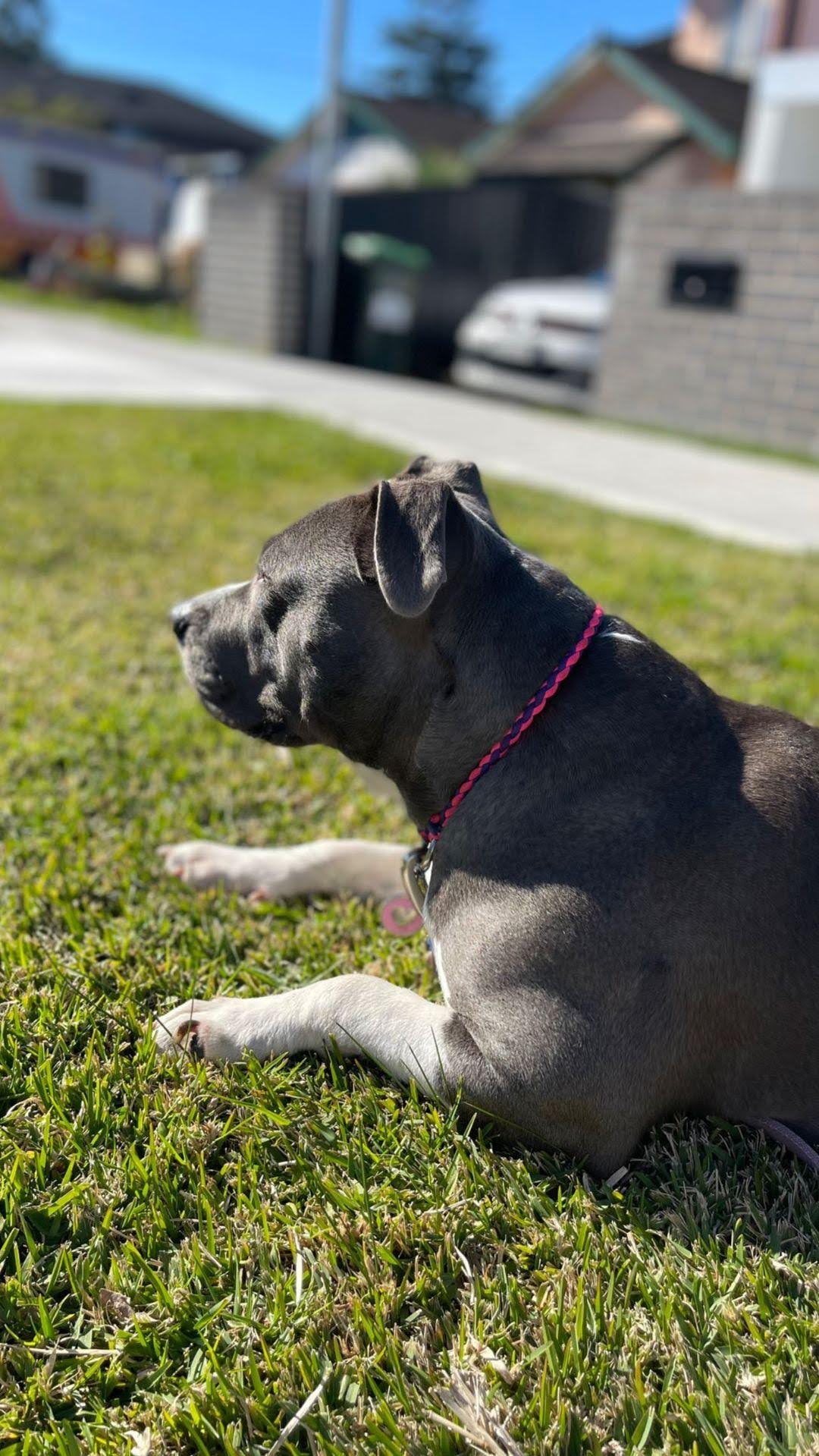 ID Collar / House Collar